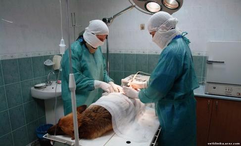 Ветеринарным клиникам разрешили использовать наркотические препараты при лечении животных.